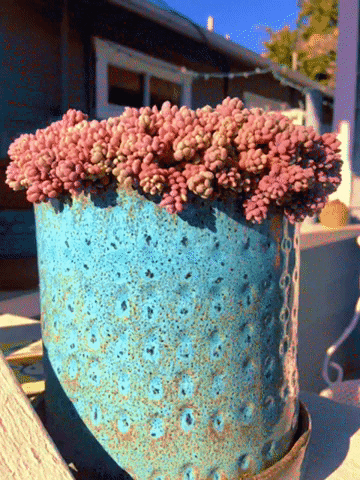 succulent GIF by Justin