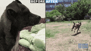 Happy Dog Park GIF by PETA