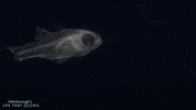 glowing sea life GIF by BBC Earth