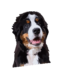 pawdesignco dog bernese mountain dog bernese bernercooper Sticker