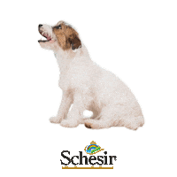 Schesir dog food pet bau Sticker