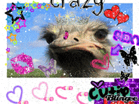 ostrich GIF