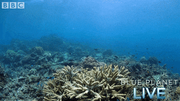 bbc one blue planet 2 GIF by BBC