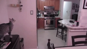 cat parkour GIF