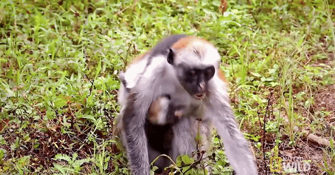 worldâs deadliest GIF by Nat Geo Wild 