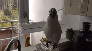 Talented Cockatoo Twirls Spoon in Her Mouth
