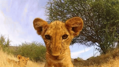 lion GIF