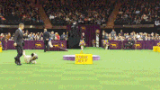 dog GIF by Westminster Kennel Club