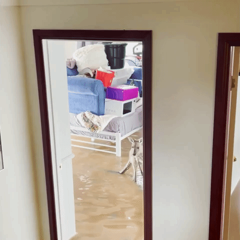 Kangaroo Visits Flooded Home
