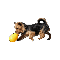 Dog Toy Sticker by Jolly Pets