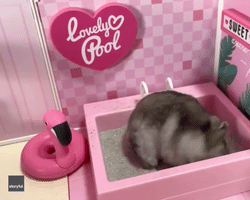 Pool Party: Adorable Hamster Rolls Around in Tub