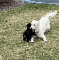 yelloww_powerade puppies golden retreiver puppy attack yellowwpowerade GIF