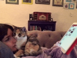 Cute Cat Kittens GIF