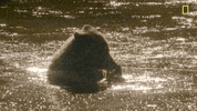 natgeochannel nat geo yellowstone yellowstone live predator baby boom GIF