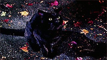 hocus pocus GIF