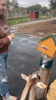 Something's Goat to Give! Smart Billy Figures Out Food Dispenser