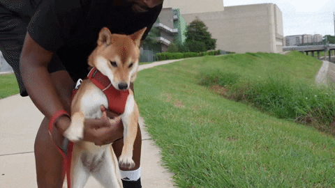 Climate Change Dog GIF by DIIMSA Stock