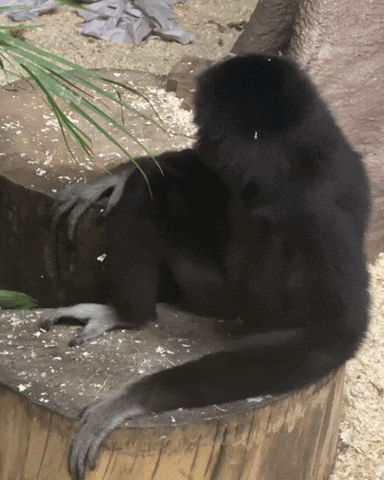 Eyeroll Looking GIF by Valley Zoo Development Society