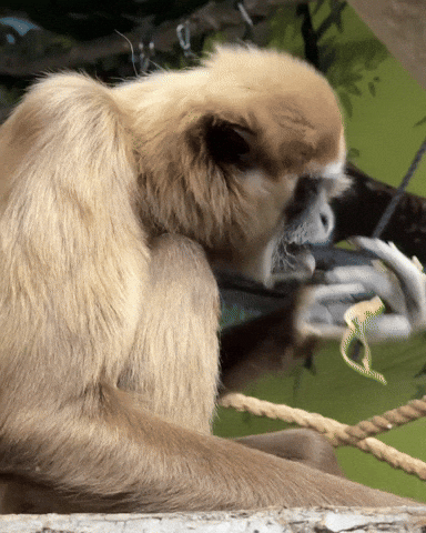Hungry Snack GIF by Valley Zoo Development Society
