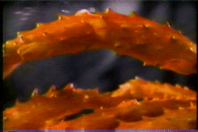 p_spurlock giphyupload preston spurlock GIF