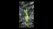 wamu corpse flower GIF