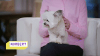 Julie Steines' Dog Norbert