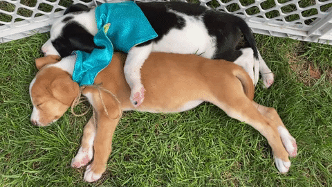 Friends Snuggling GIF by FosterDogs