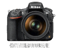 Nikon Cynthiafotografie Sticker by NikonIndia