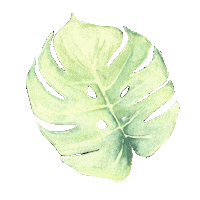 Plant Monstera Sticker