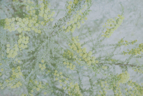 spring plants GIF by Blanca Viñas
