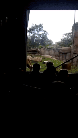 Zoo Worker Traps Lion's Tail on Cage Door