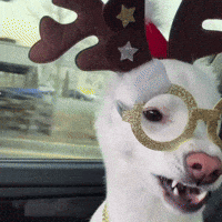 Santadog GIF
