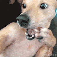 perro GIF