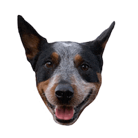 onthemarkbalancedtraining cattle dog blueheeler cattledog on the mark balanced training Sticker