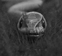 snake satisfying GIF