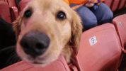 dog friday GIF by Greenville Swamp Rabbits