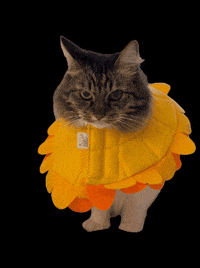 MiniCatTown cat flower annoyed kitten GIF