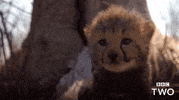 Big Cat Baby GIF by BBC