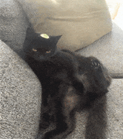 Bodil GIF by Allan SmokeBuddy