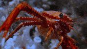 GIF by Our Planet