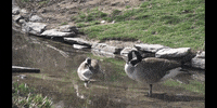 Water Bird GIF by DIIMSA Stock