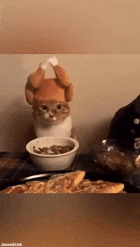 Cat Orange GIF
