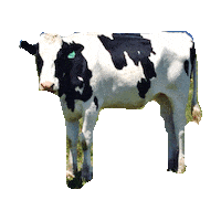 cow STICKER by imoji