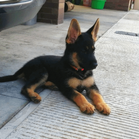 luisvalladares giphygifmaker GIF