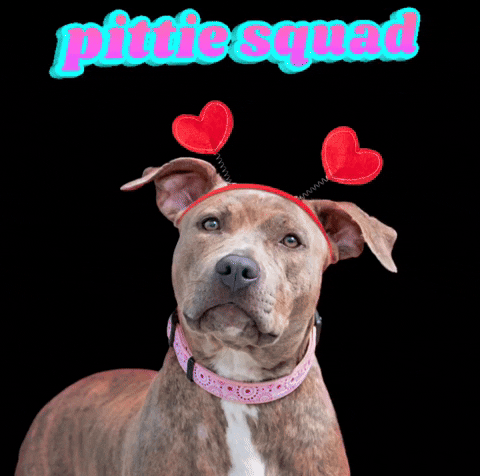 Pittie Squad GIF by The Mindful Mutt