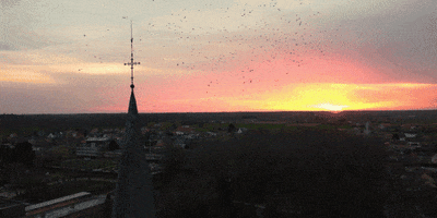 Bird Church GIF by Moments of Colour
