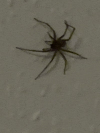 Spider Insects GIF