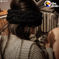 kitten GIF by The Dodo
