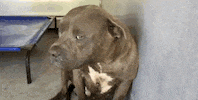 Pitbull GIF