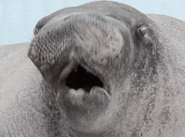 experience ned GIF